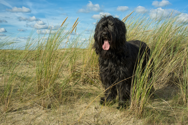 Briard